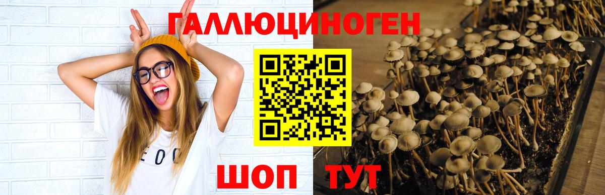Псилоцибиновые грибы GOLDEN TEACHER Ревда